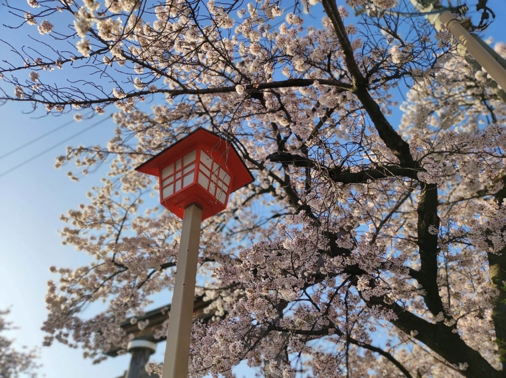 国府宮神社参道の桜並木　令和4年4月5日撮影